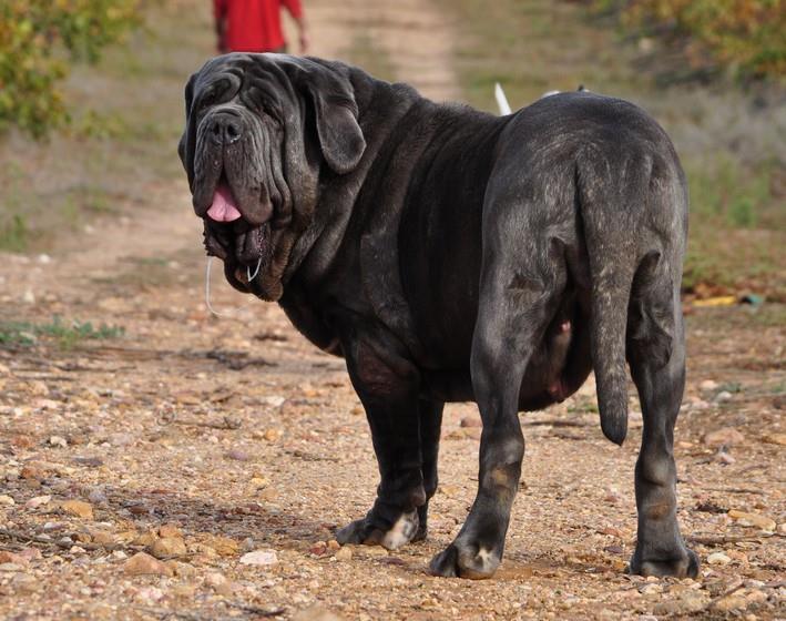 les chiens de florence Invicta