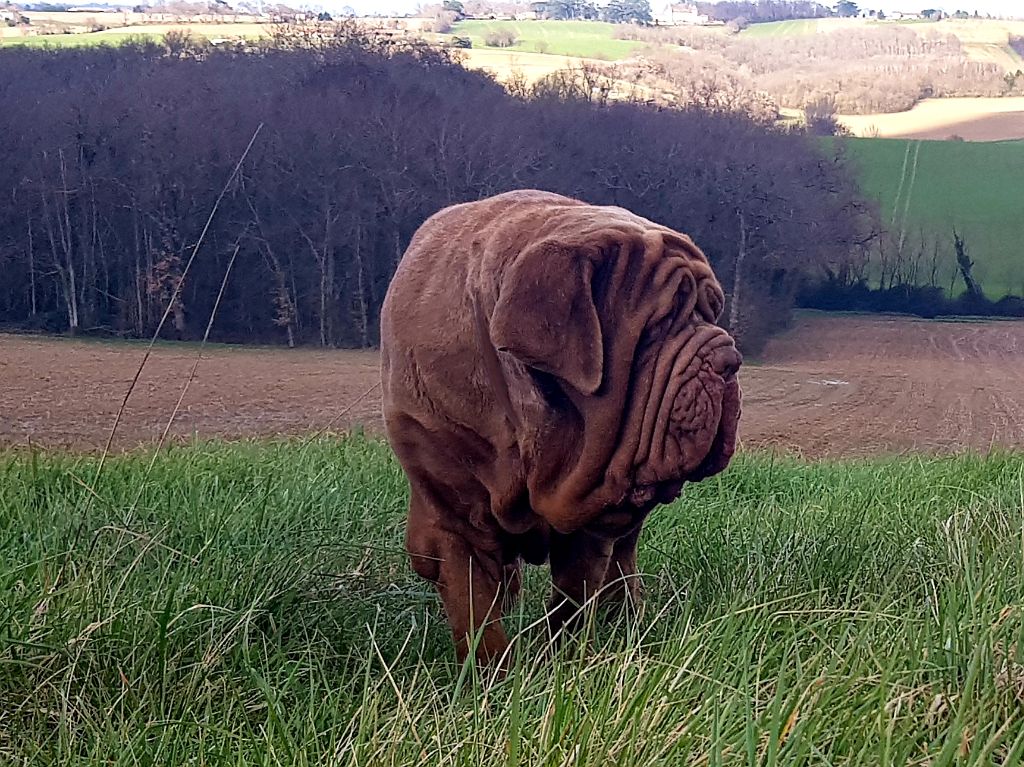 les chiens de florence Juanita banana