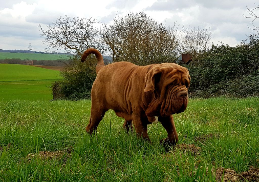 Sadnati highlander from gullivers country