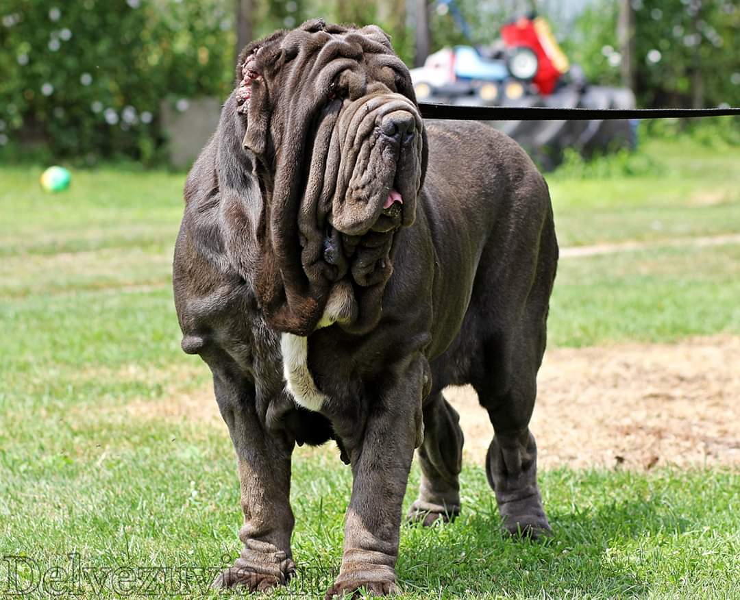 Ruby del vezuvia mastino