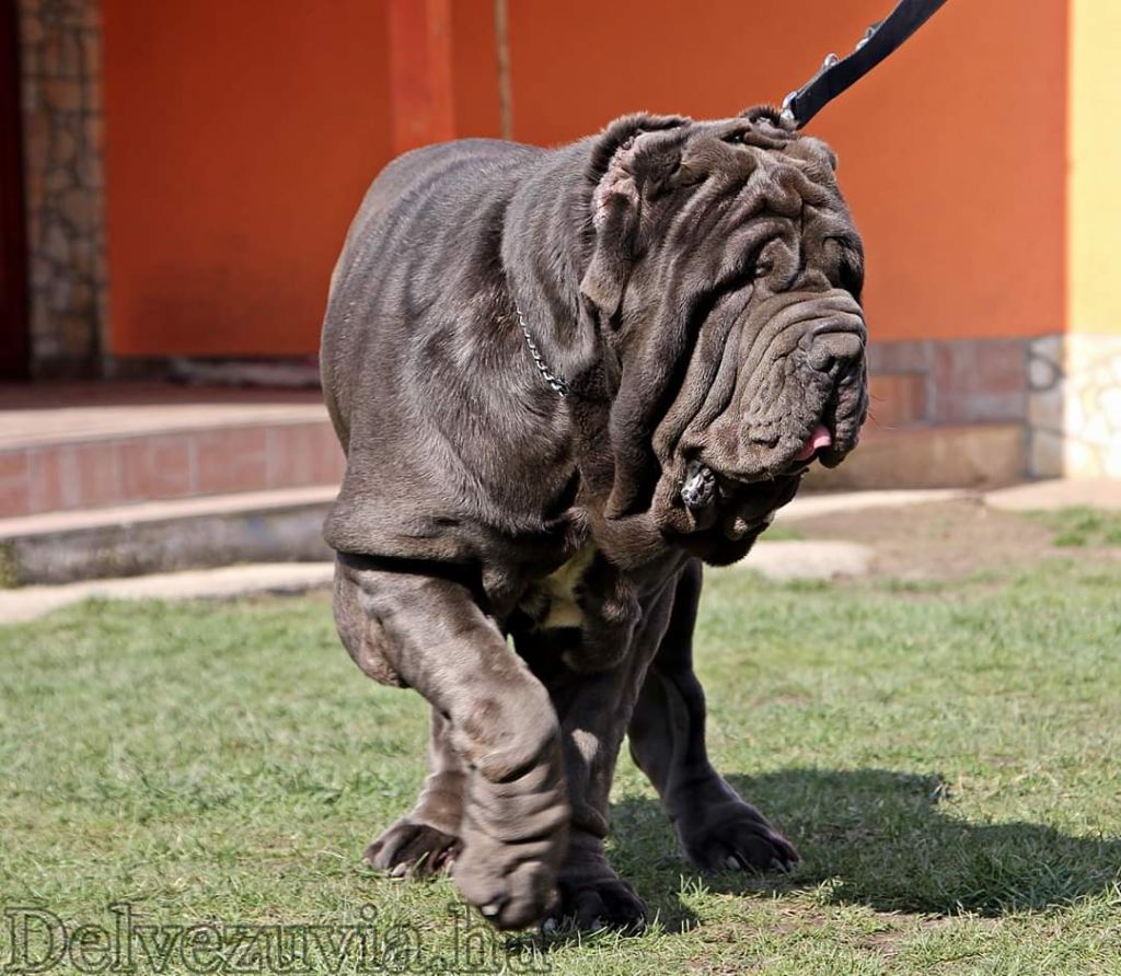 Ruby del vezuvia mastino