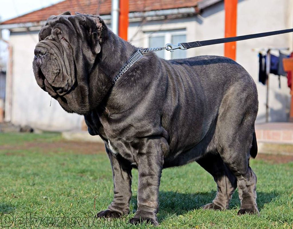 Ruby del vezuvia mastino