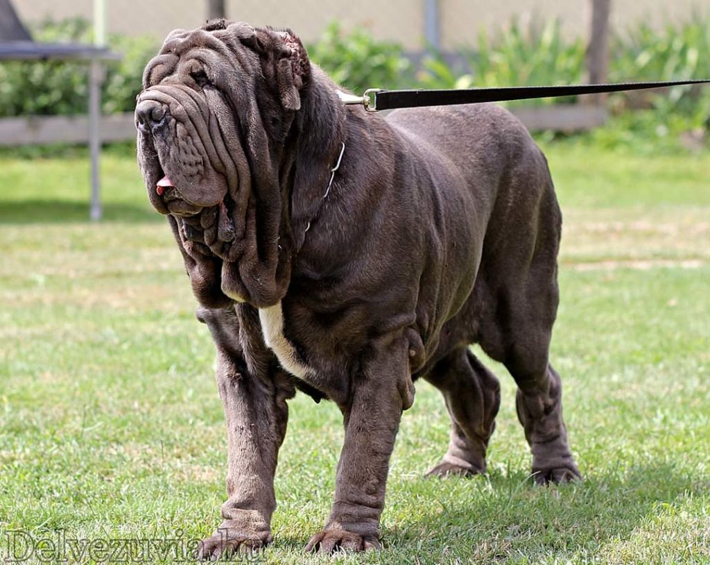 Ruby del vezuvia mastino