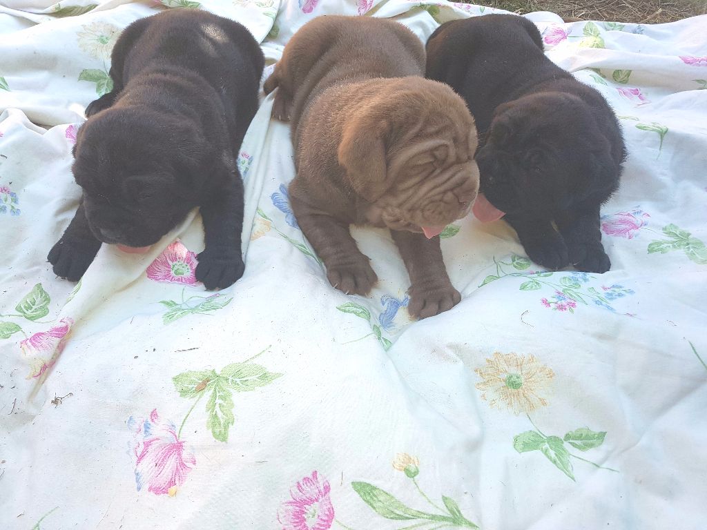 Chiot Mâtin Napolitain de la Meute du Bayou