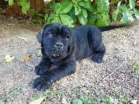 CHIOT