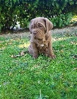 Chiot